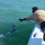 Tarpon Tamer Fishing Charters 2022